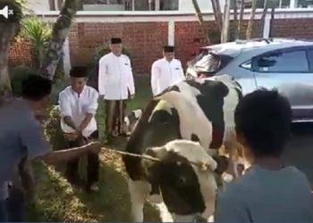 Panitia PHBI Terima Simbolis Hewan Kurban Bupati dan Wakil Bupati